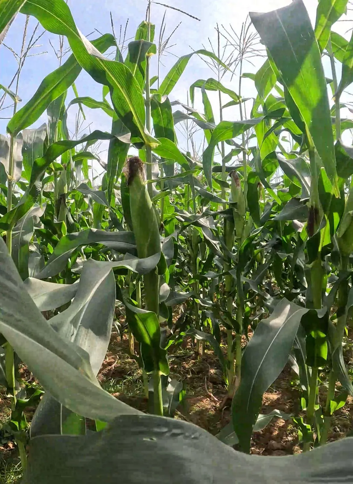 Imagem destaque da notícia: Secretaria Municipal de Agricultura alerta produtores sobre Inscrições para o Programa Milho 100%